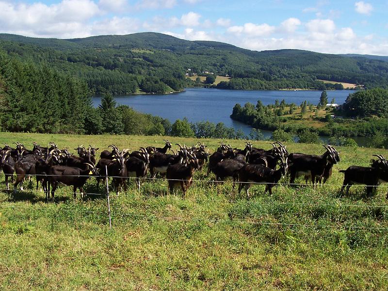 la ferme de cabrials (9).JPG